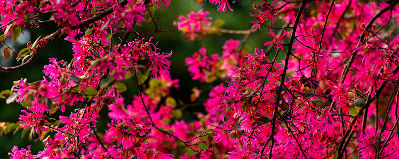 红花檵木8.jpg