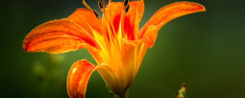 萱草花8.jpg