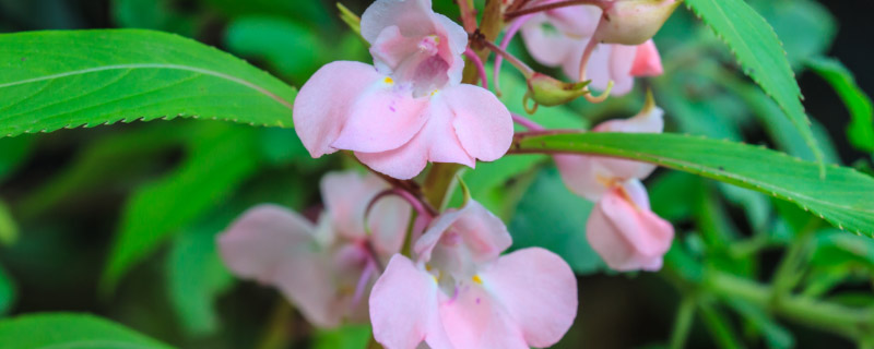 凤仙花8.jpg 凤仙花8.jpg