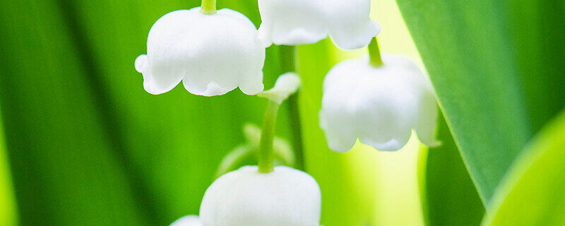 铃兰花.jpg