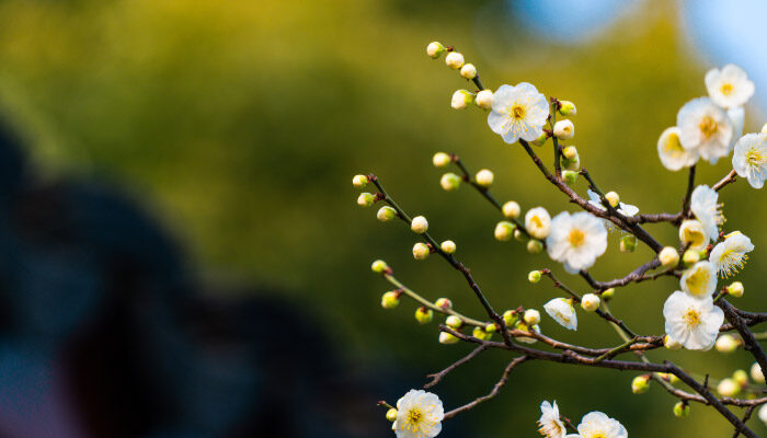 梅花7.jpg 梅花7.jpg