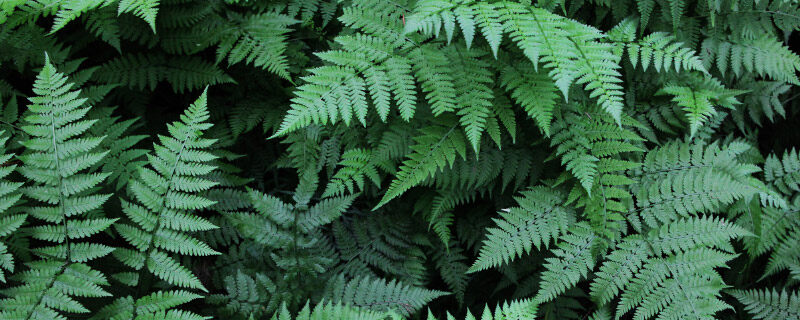 蕨类植物8.jpg