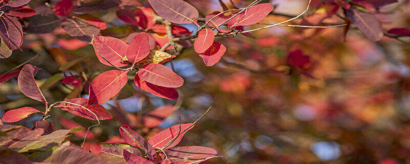 黄栌树.jpg 黄栌树.jpg