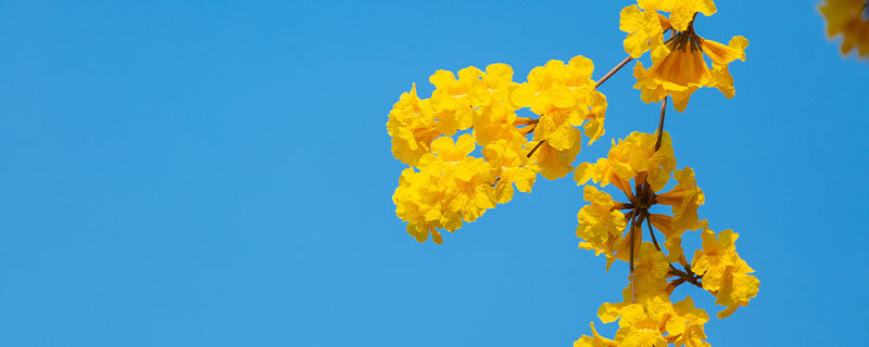 风铃花.jpg 风铃花.jpg