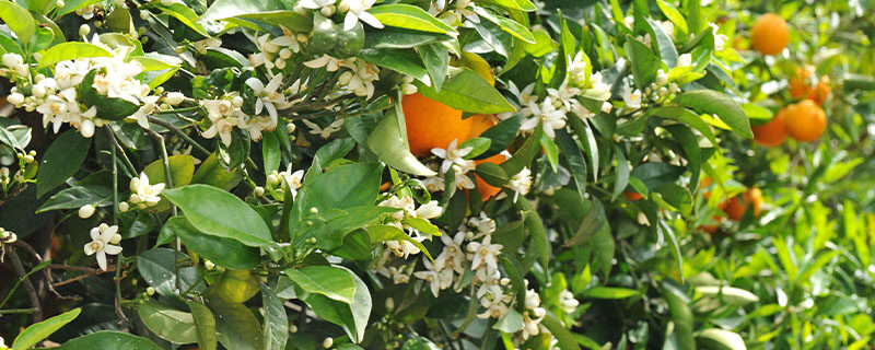 橙花11.jpg