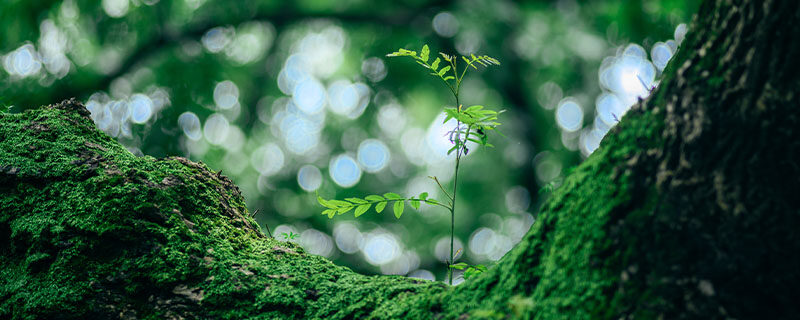 苔藓1.jpg