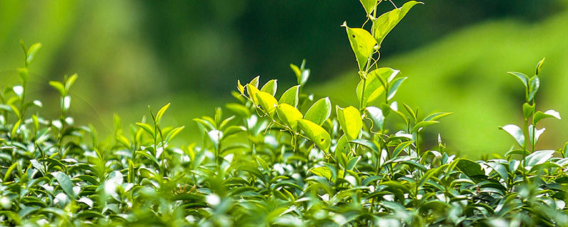 叶子植物1.jpg