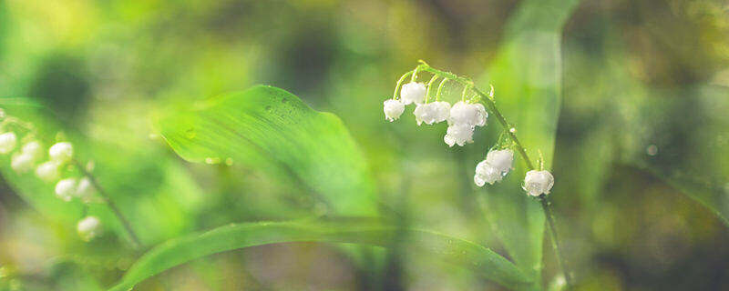 铃兰花7.jpg