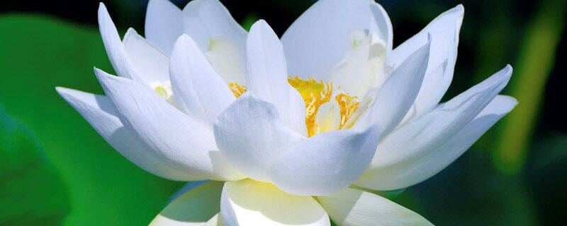 白色莲花.jpg