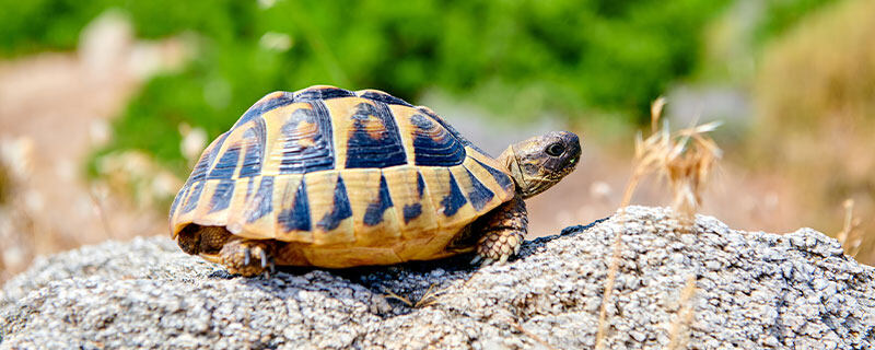 乌龟834.jpg 乌龟834.jpg