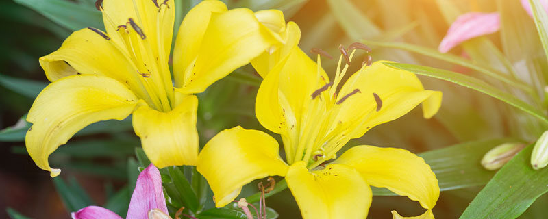 百合4-1.jpg 百合4-1.jpg