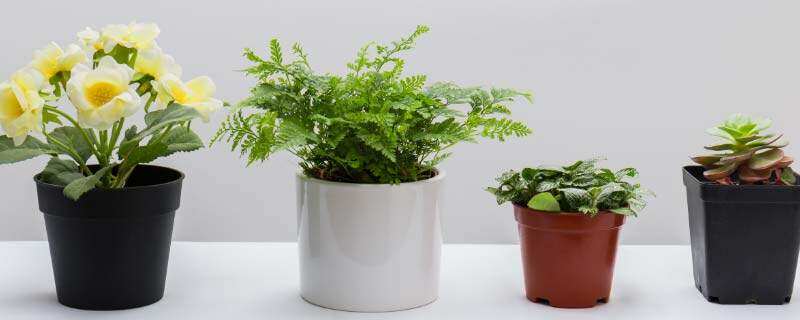 不知名植物78.jpg 不知名植物78.jpg