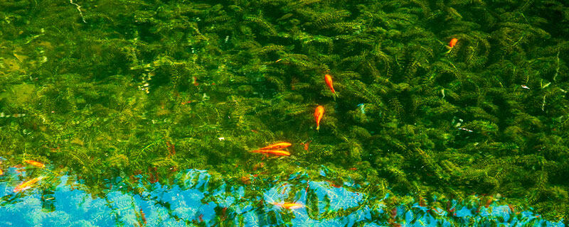 莫斯水草800.jpg