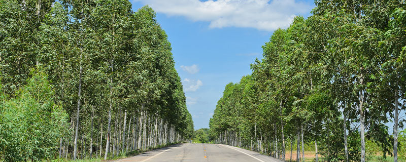 桉树43-1.jpg 桉树43-1.jpg