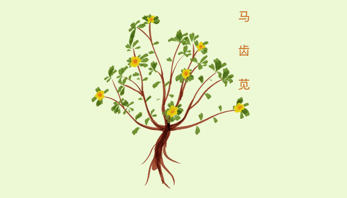 马齿苋.jpg