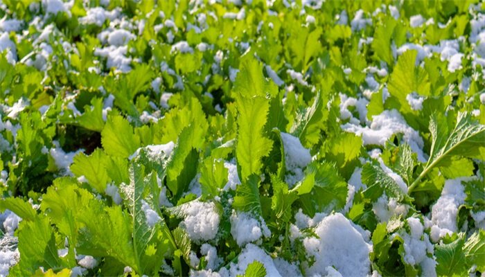 雪里红2.jpg 雪里红2.jpg
