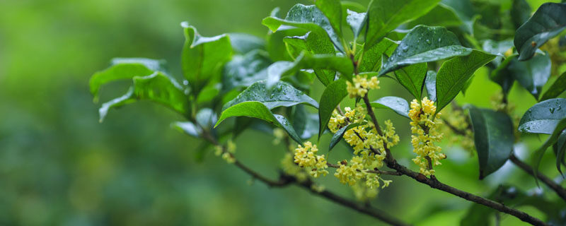 桂花1.jpg