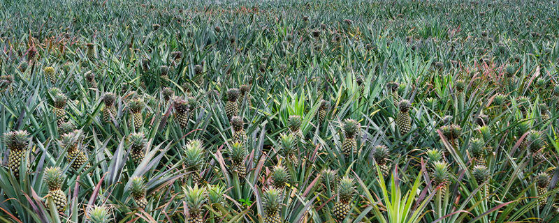 菠萝5.jpg 菠萝5.jpg