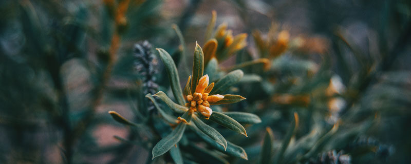 瑞香花.jpg 瑞香花.jpg