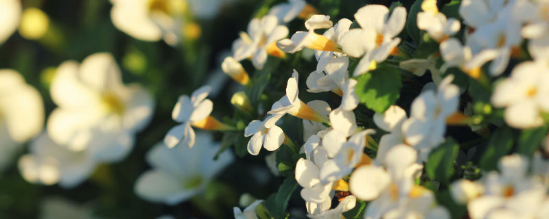 马齿苋树.jpg 马齿苋树.jpg