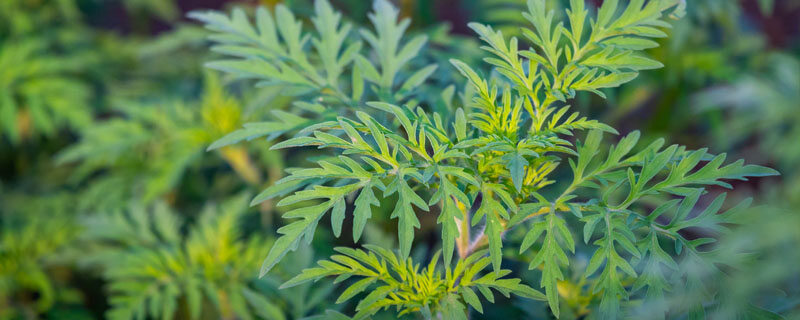 青蒿草.jpg 青蒿草.jpg