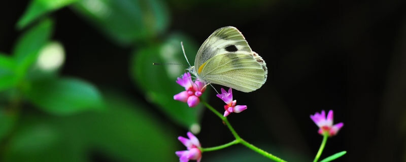 蝴蝶.jpg