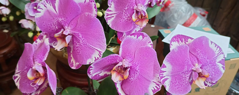 蝴蝶兰7.jpg 蝴蝶兰7.jpg