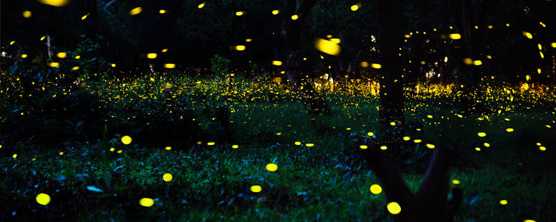 萤火虫.jpg