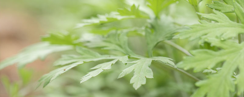 艾草.jpg