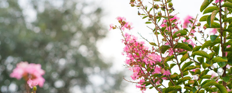 紫薇花1.jpg