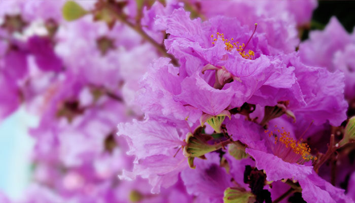 紫薇花3.jpg