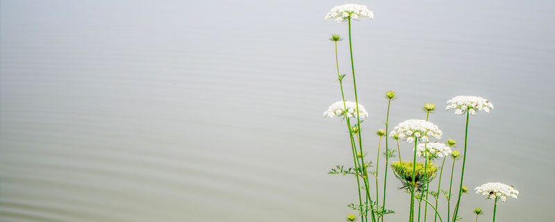 白芷.jpg