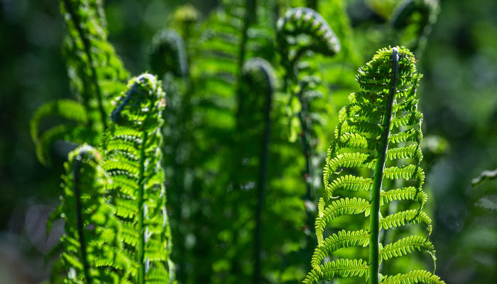 弹簧草.jpg 弹簧草.jpg