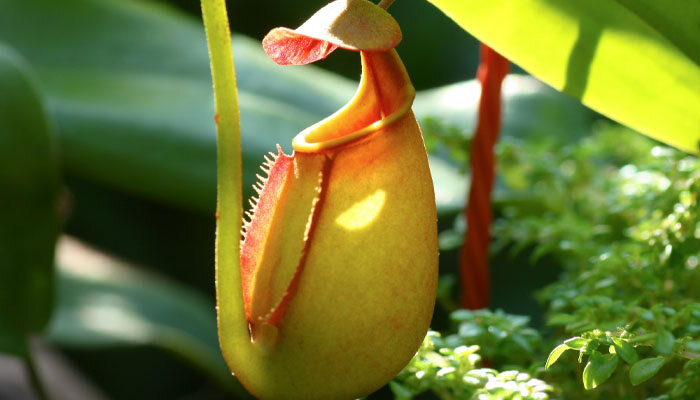 土瓶草.jpg 土瓶草.jpg