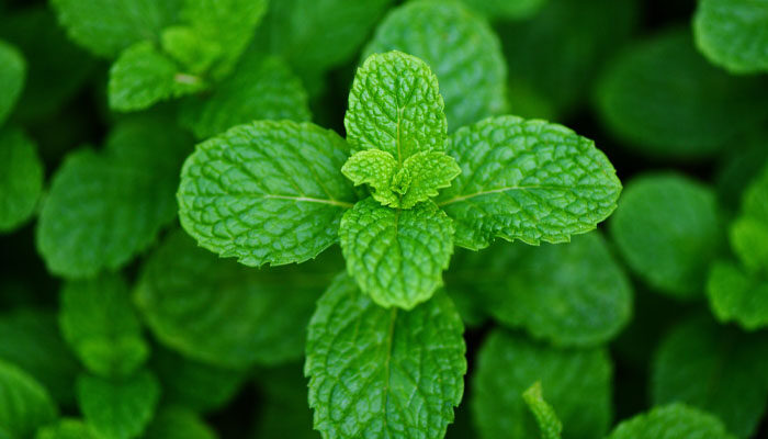 芗草.jpg 芗草.jpg