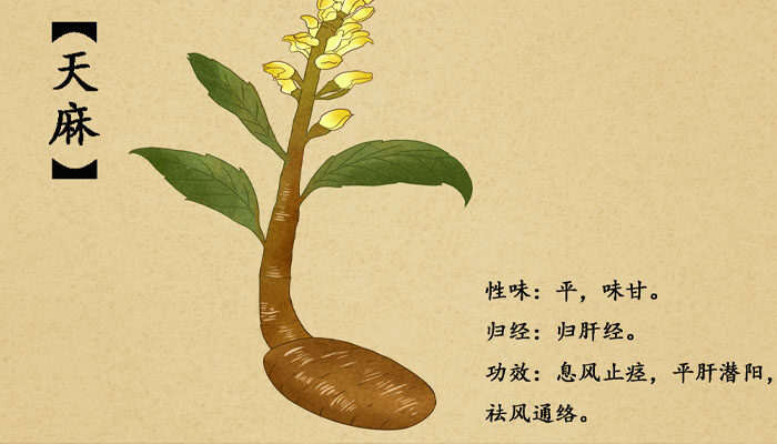 天麻.jpg