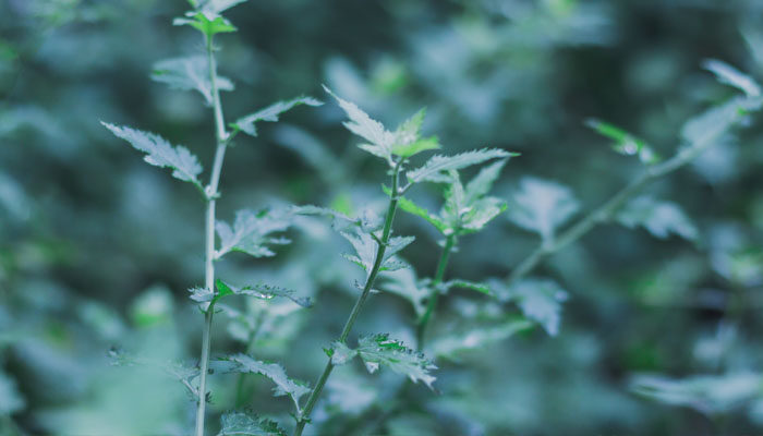 驱蚊草.jpg 驱蚊草.jpg