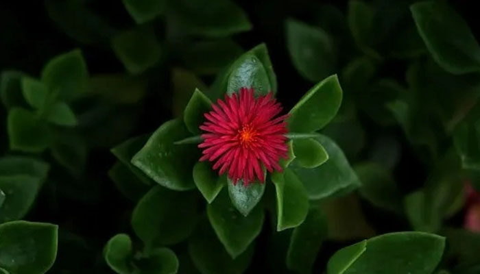 露草.jpg