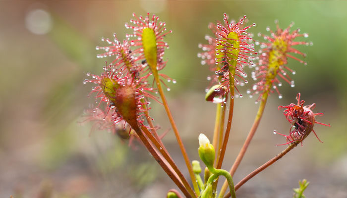勺叶茅膏菜.jpg 勺叶茅膏菜.jpg
