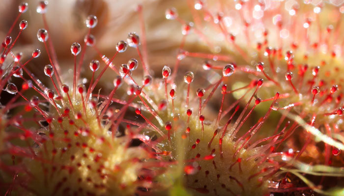 丝叶茅膏菜.jpg 丝叶茅膏菜.jpg