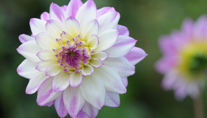 大丽花.jpg 大丽花.jpg