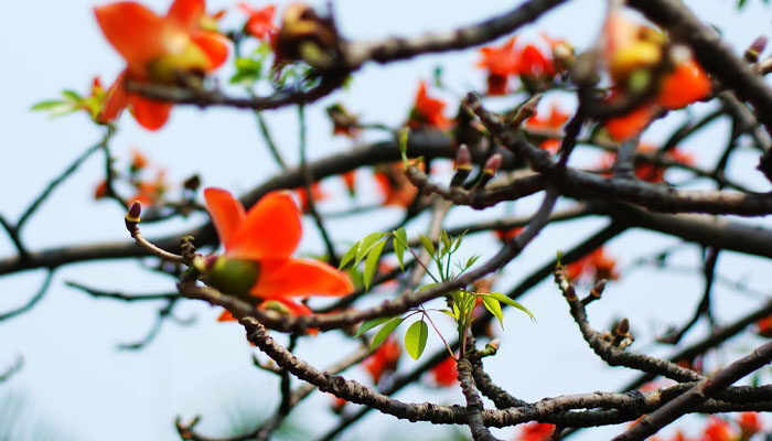 木棉花.jpg 木棉花.jpg