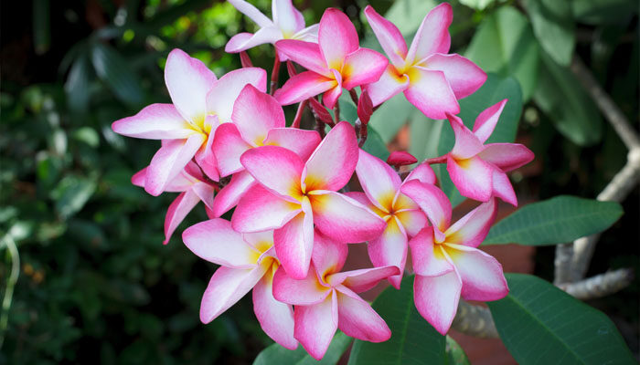 素馨花.jpg 素馨花.jpg