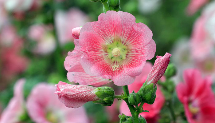 蜀葵花.jpg