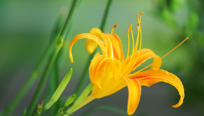 黄花菜.jpg 黄花菜.jpg