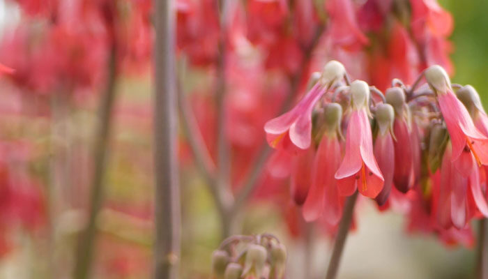 宫灯长寿花.jpg