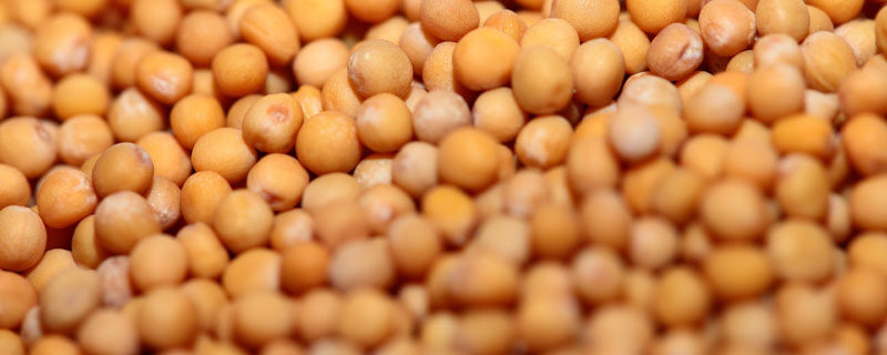 香菜种子.jpg 香菜种子.jpg