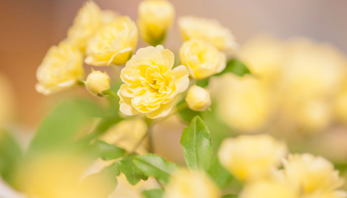木香花.jpg