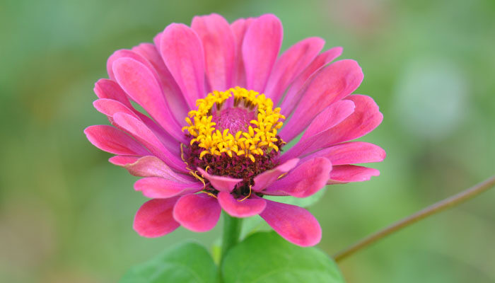 百日草.jpg 百日草.jpg