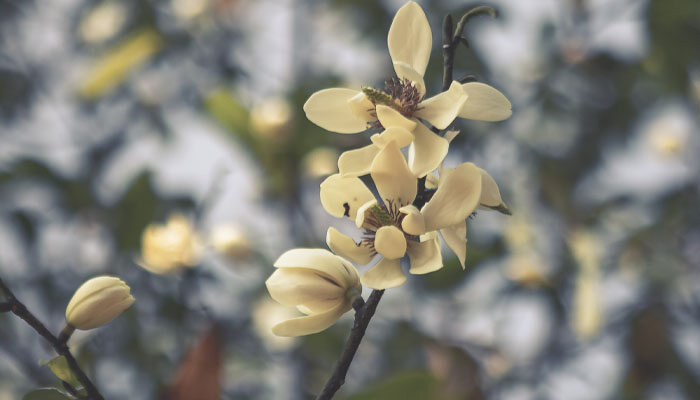含笑花.jpg 含笑花.jpg